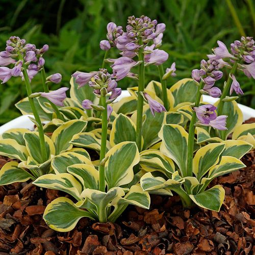 Hosta 'Lucky Mouse' Image