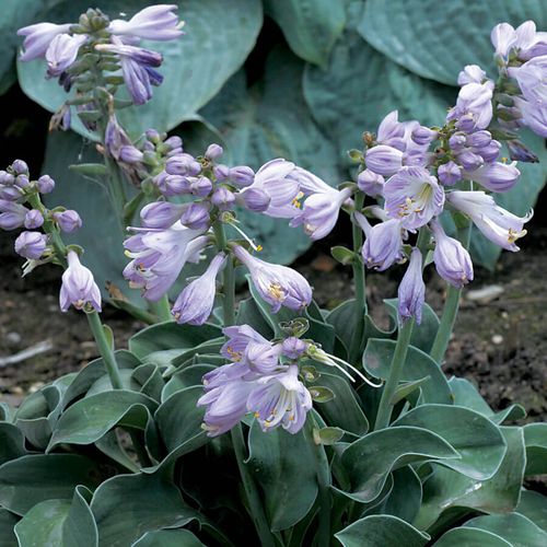 Hosta 'Blue Mouse Ears' Image