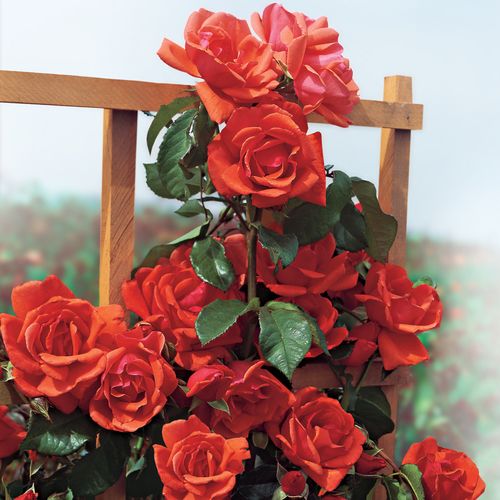 Blaze of Glory Climbing Rose Image