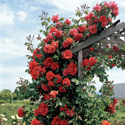 Blaze of Glory Climbing Rose Image