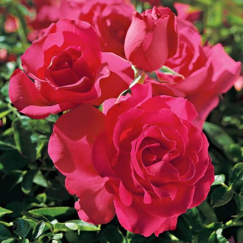 High Society Climbing Rose Image
