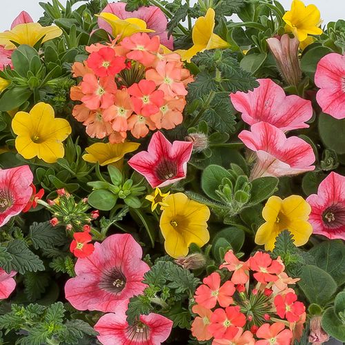 Blooming Block Kwik Kombos&trade; Beach Bum&trade; Standard Mix Image