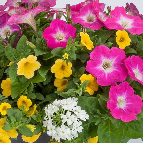 Blooming Block Kwik Kombos&trade; Chloe's&trade; Mix Image