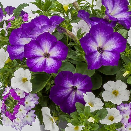 Blooming Block Kwik Kombos&trade; Spring Showers&trade; Mix Image