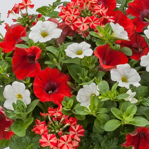 Blooming Block Kwik Kombos&trade; Walk of Stars&trade; Standard Mix Image