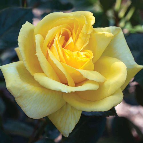 Eternal Flame&trade; Hybrid Tea Rose Image