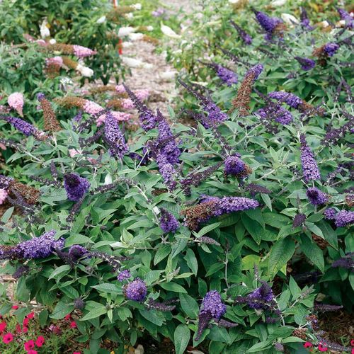 Buddleia Pugster Blue&reg; Image