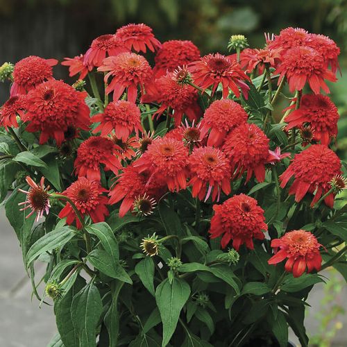 Echinacea Double Scoop&trade; Mandarin Image