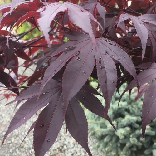 Acer 'Bloodgood' Image