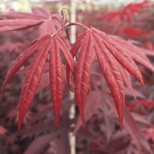 Acer 'Bloodgood' Image