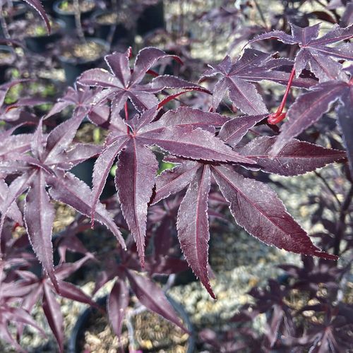 Acer 'Emperor One' Image