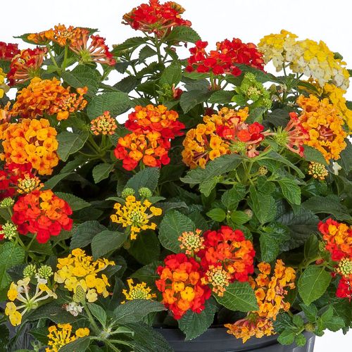 Blooming Block Kwik Kombos&trade; Bandana&reg; Lava Flow&trade; Improved Standard Mix Image