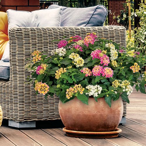 Blooming Block Kwik Kombos&trade; Bandana&reg; Strawberry Daiquiri&trade; Improved Mix Image