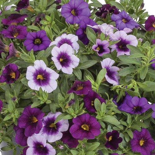 Blooming Block Kwik Kombos&trade; Cabrio&trade; Life is a Highway&trade; Standard Mix Image