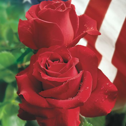 Veterans' Honor&reg; Hybrid Tea Rose Image