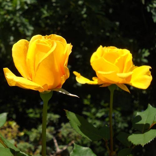Henry Fonda Hybrid Tea Rose Image