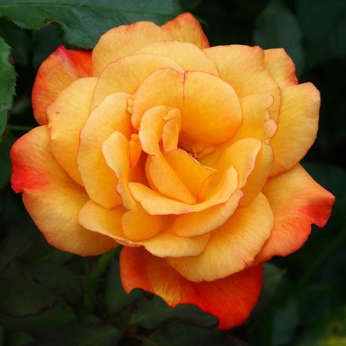 Rio Samba Hybrid Tea Rose Image