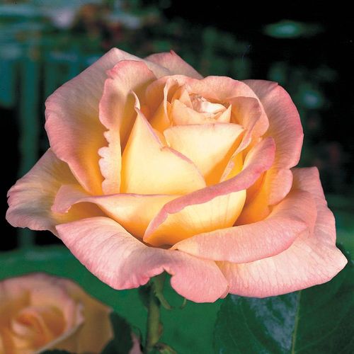 Peace Hybrid Tea Rose Image