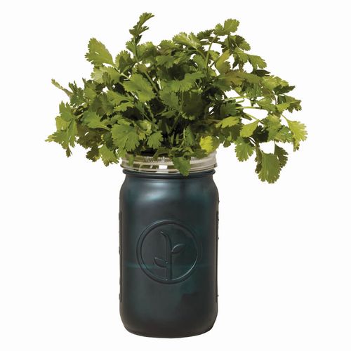 Modern Sprout Garden Jar - Cilantro Image