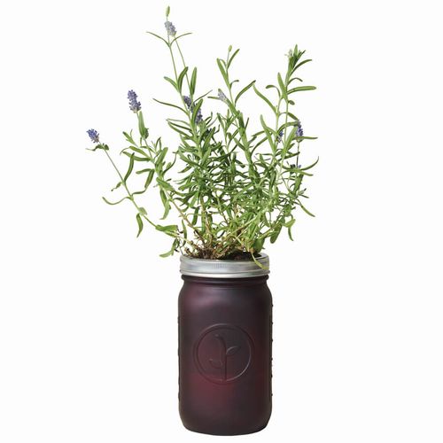 Modern Sprout Garden Jar - Lavender Image