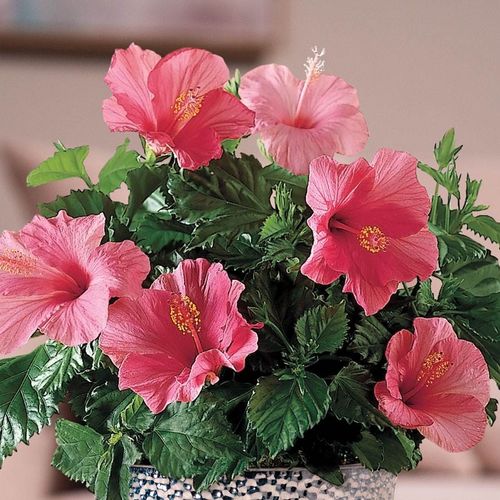 Lipstick Pink Hibiscus Plant Image