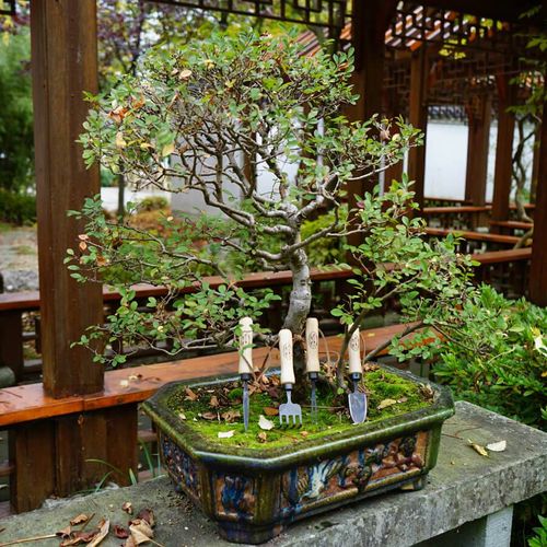 DeWit 4-Piece Bonsai Tool Set Image