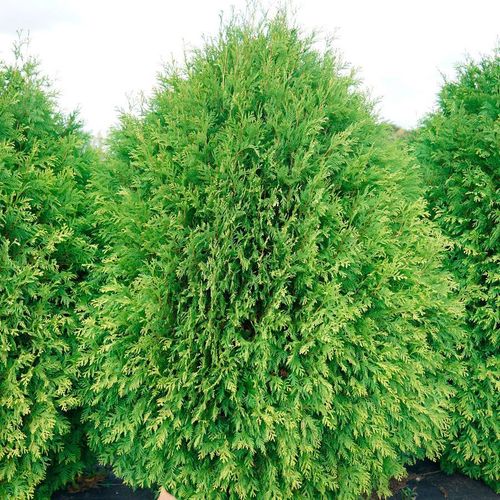 Thuja Cheer Drops&trade; Image