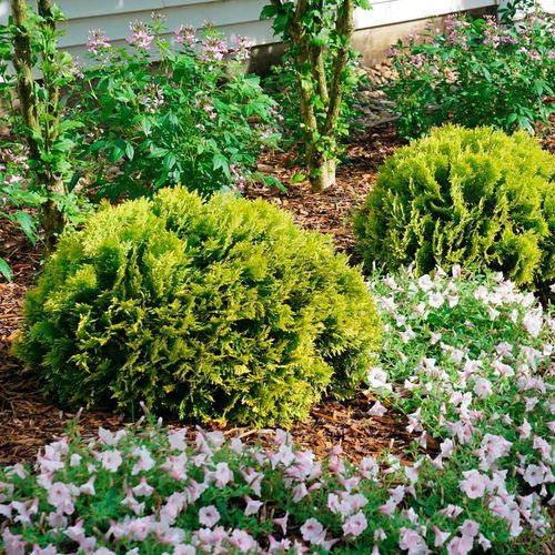 Thuja ANNA'S MAGIC BALL&reg; Image