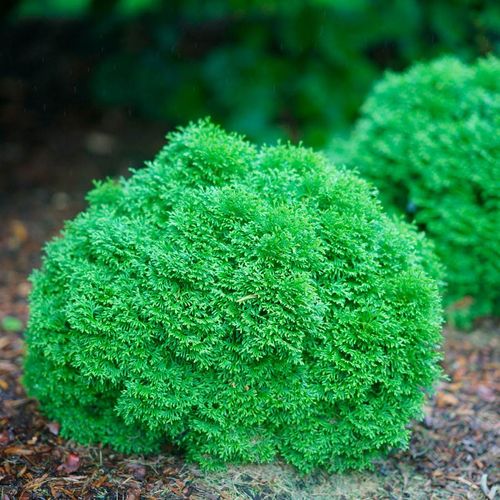 Thuja Tater Tot&reg; Image