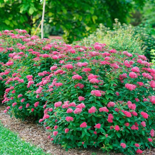 Spiraea Double Play Doozie&reg; Image
