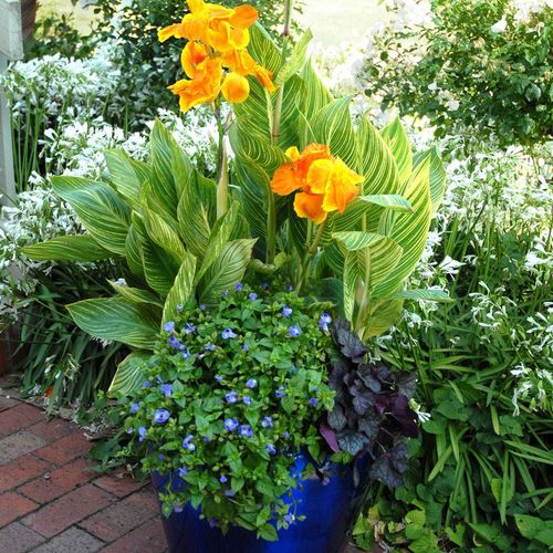 Canna Tropicanna&reg; Gold Bulb Image