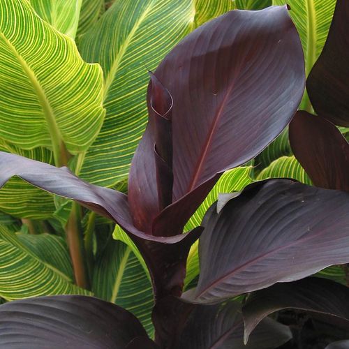 Canna Tropicanna&reg; Black Bulb Image