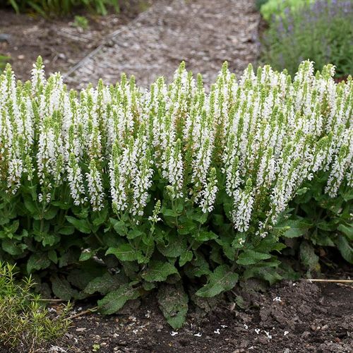 Salvia 'Bumblesnow' Image