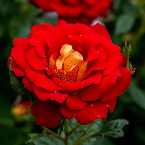 Ketchup & Mustard&trade; Floribunda Rose Image