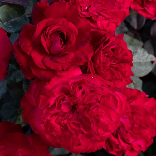 Never Been Redder Floribunda Rose Image