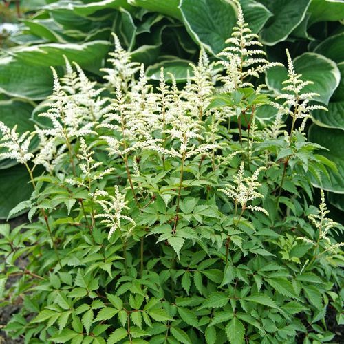 Astilbe 'Washington' Image