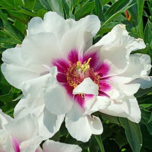 'Cora Louise' Peony Itoh Image