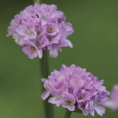Armeria Dreameria&reg; 'Sweet Dreams' Image