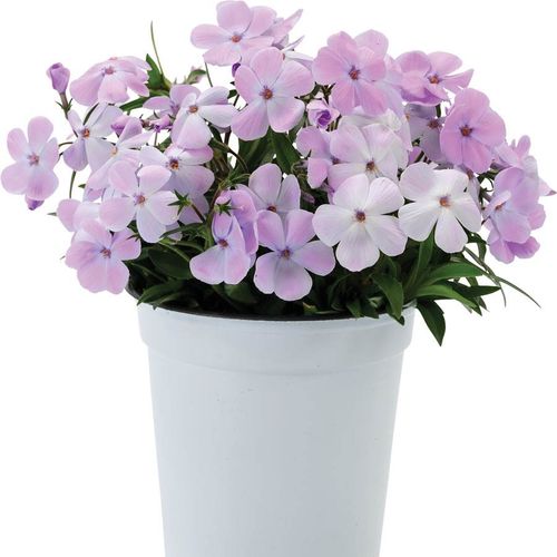 Phlox 'Woodlander Lilac' Image