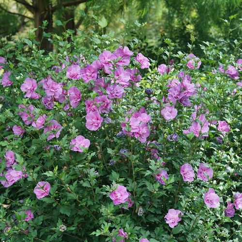 Hibiscus Dark Lavender Chiffon&reg; Rose of Sharon Image