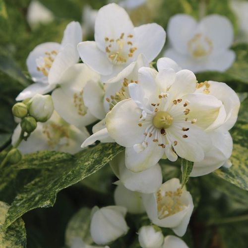 Philadelphus Illuminati Sparks&trade; Image