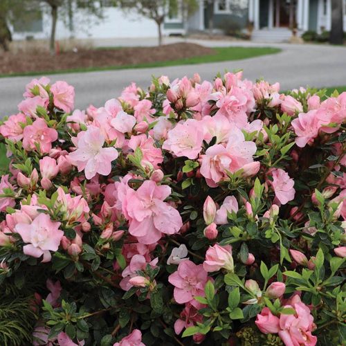 Rhododendron Perfecto Mundo&reg; Pink Carpet&trade; Azalea Image