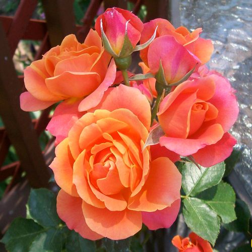 Disneyland Floribunda Rose Image