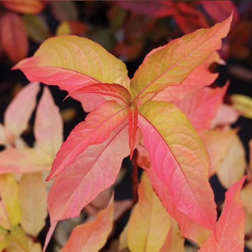 Diervilla Kodiak&reg; Orange Image