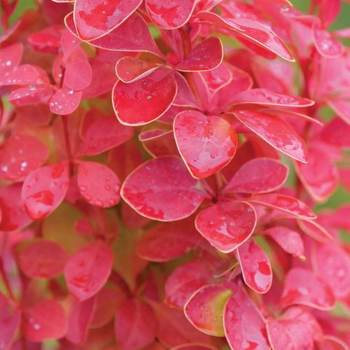 Berberis Sunjoy Orange Pillar&trade; Image