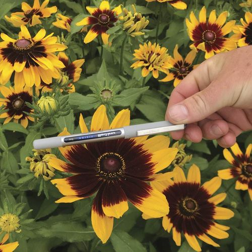 Rudbeckia 'Denver Daisy' Image