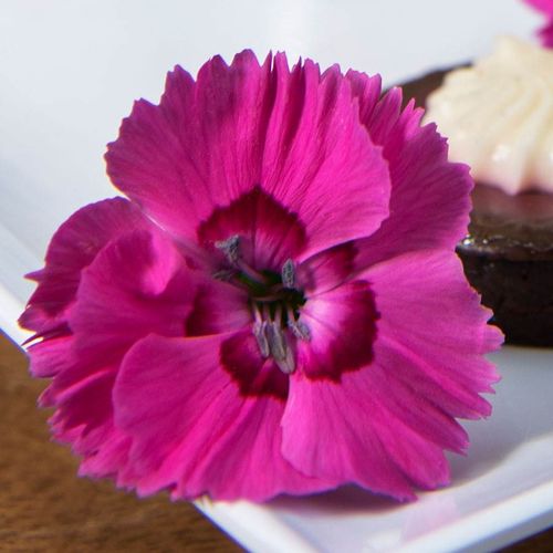 Dianthus American Pie&reg; Bumbleberry Pie Image