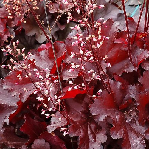Heuchera Forever&reg; Red Image