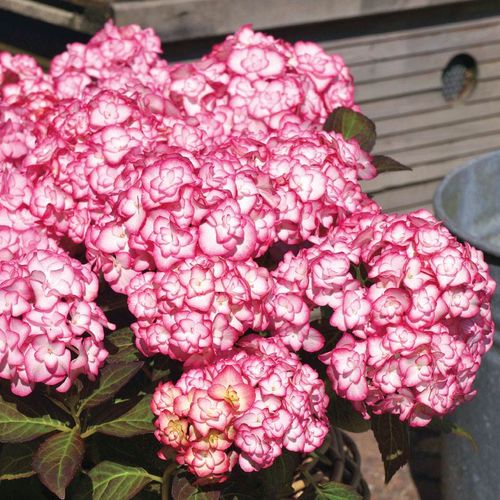 Hydrangea 'Miss Saori' Image