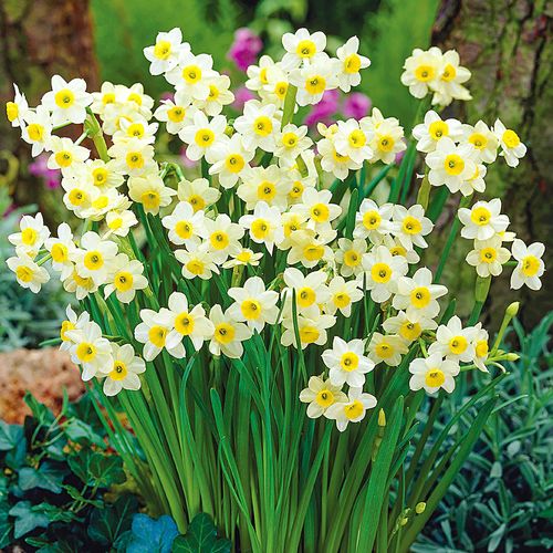 Narcissus Award Winning Deer Resistant Blend Daffodil Bulbs Image